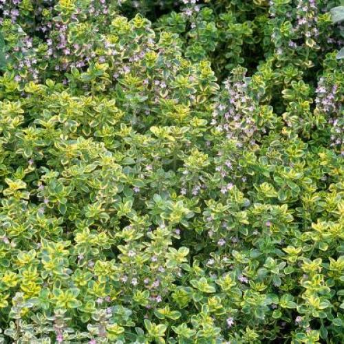 Doone Valley Lemon Thyme