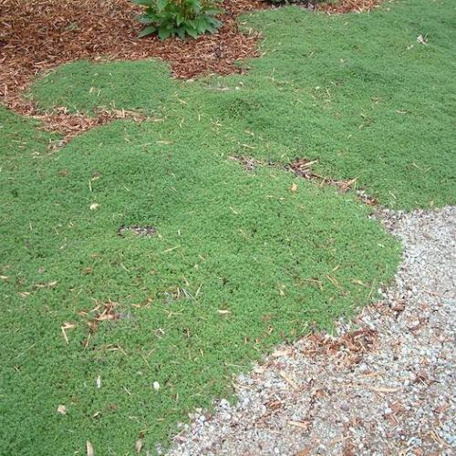 Red Creeping Thyme Red Creeping Thyme