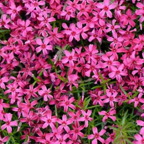 Scarlet Flame Phlox Scarlet Flame Phlox