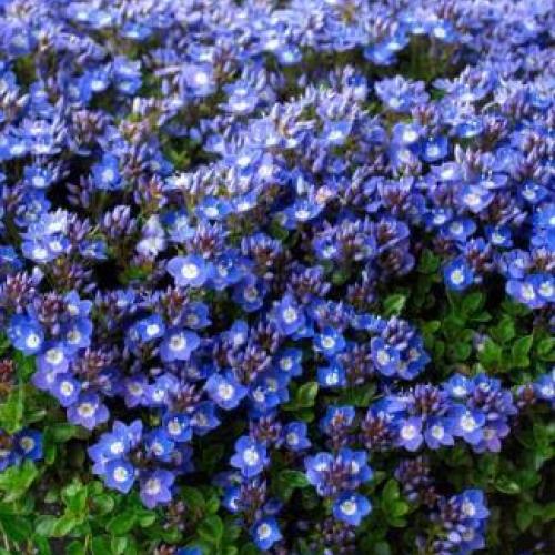 Turkish Veronica Turkish Veronica