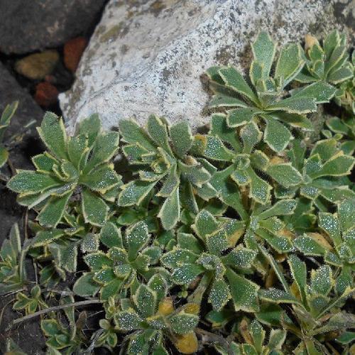 Variegated Red Rock Cress Variegated Red Rock Cress