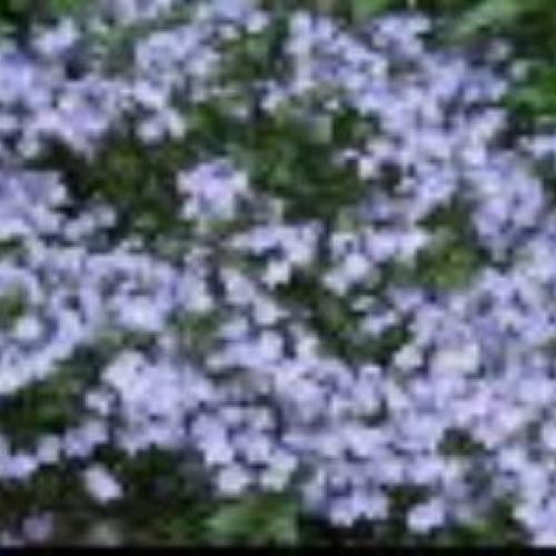 Waterperry Blue Speedwell