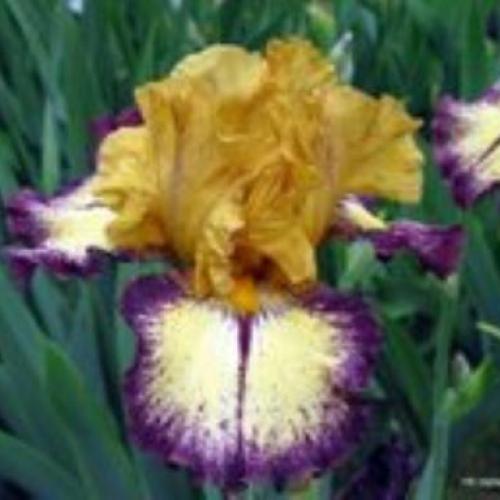 Agressively Forward Bearded Iris 