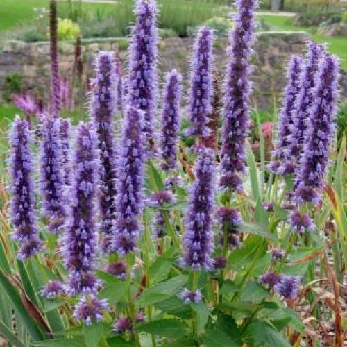 Anise Hyssop Anise Hyssop