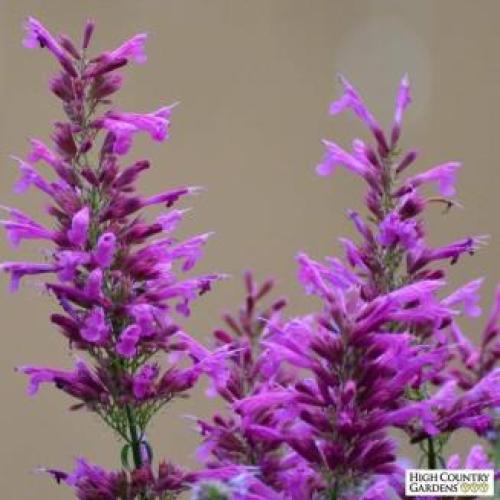 Ava's Hummingbird Mint
