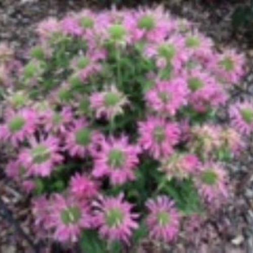 Bee Balm