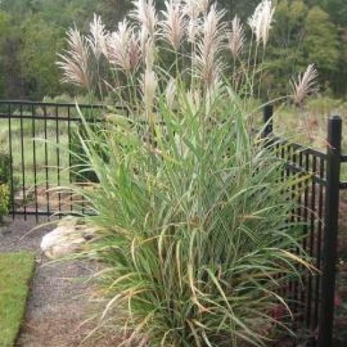 Cosmopolitan Maiden Grass Cosmopolitan Maiden Grass