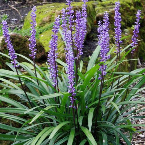 Big Blue Lily Turf