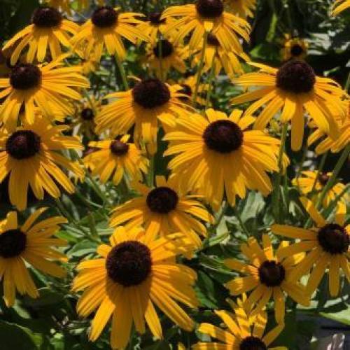 Little Suzy Black-eyed Susan