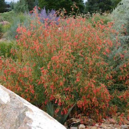 Bridge's Penstemon Bridge's Penstemon