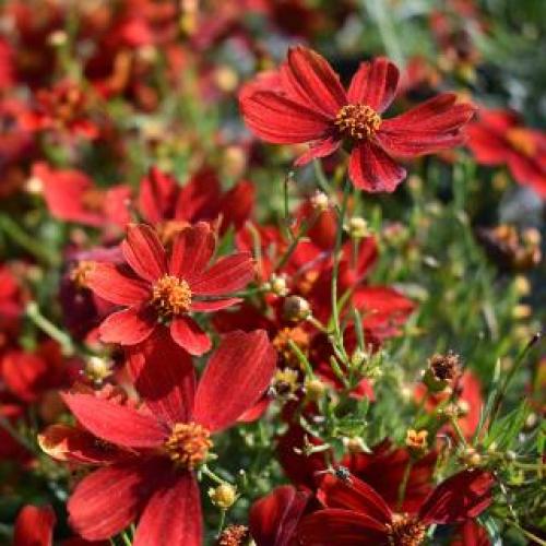 Cruizin Broad Street Coreopsis