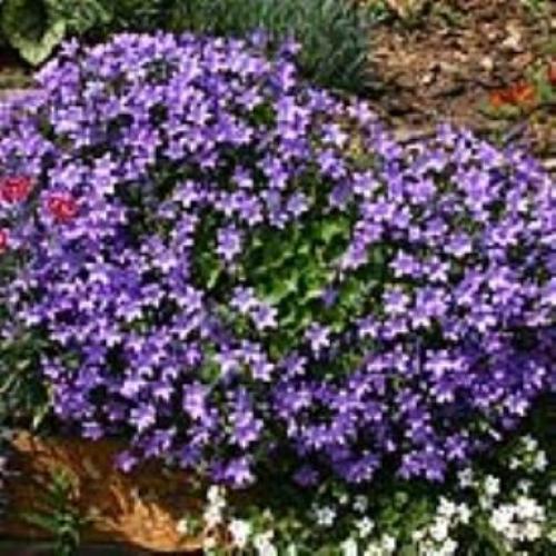 Dalmation Bellflower