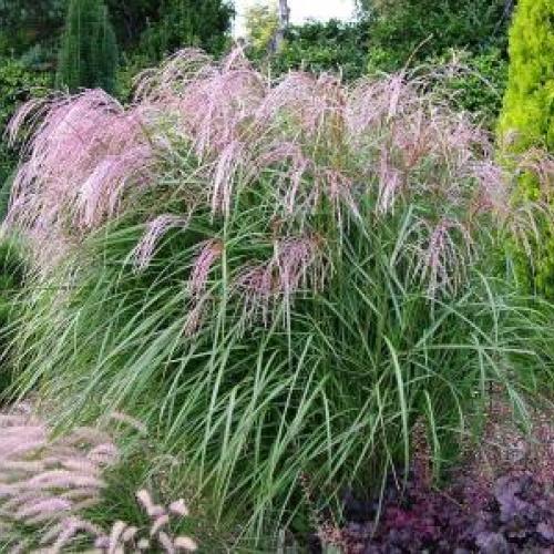 Flamingo Miscanthus Flamingo Miscanthus