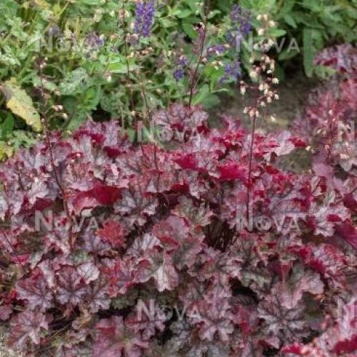 Coral Bells