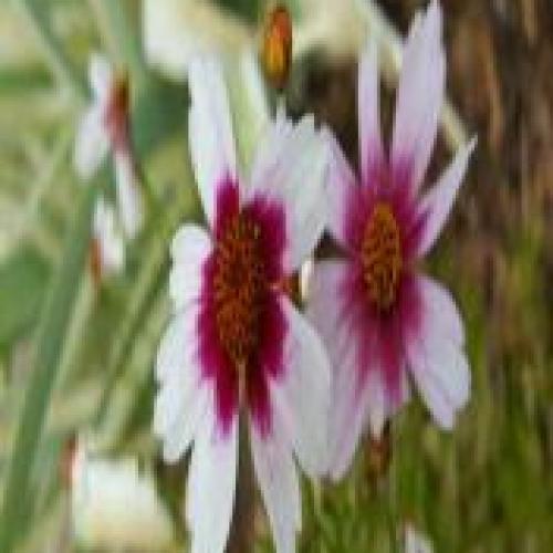  Li'l Bang Starlight Threadleaf Coreopsis