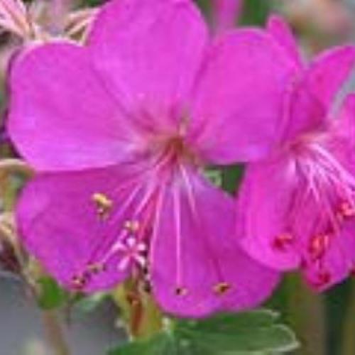 Crystal Rose Gerenium