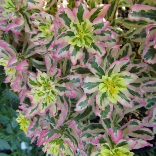 Cushion Spurge