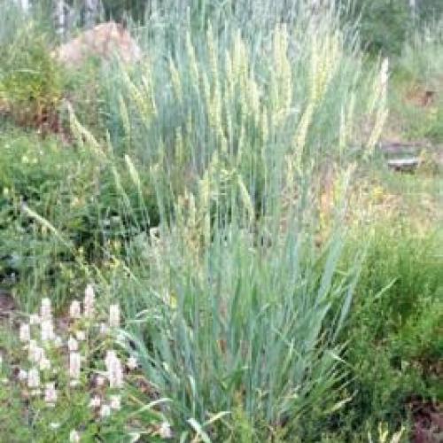 Great Basin Wild Rye