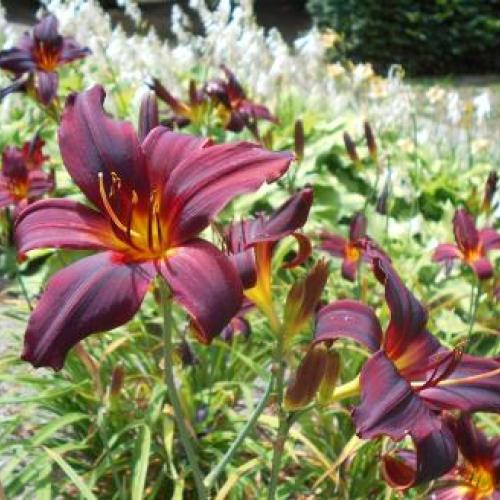 American Revolution Daylily