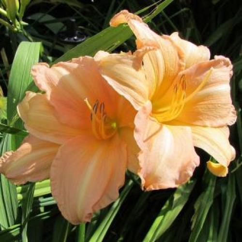 Ruffled Apricot Daylily