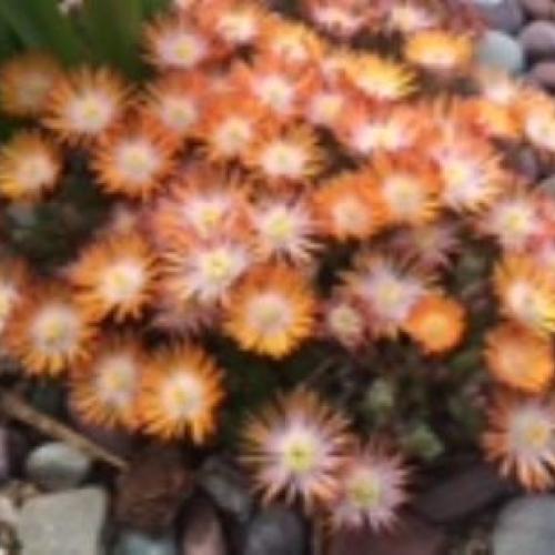 Jewel of the Desert Topaz Iceplant Jewel of the Desert Topaz Iceplant