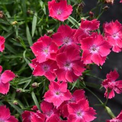 Kahori Scarlet Dianthus