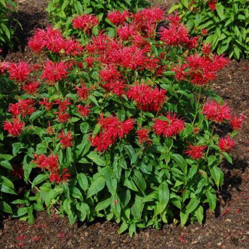 Fire Marshall Beebalm