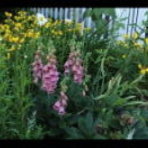 Foxglove Foxglove