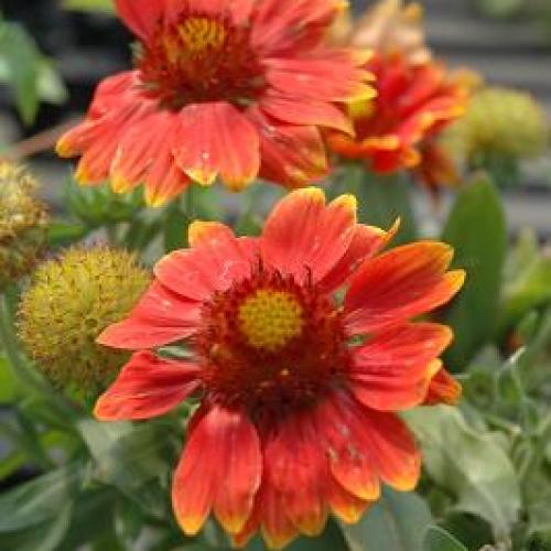 Gallo Orange Blanket Flower Gallo Orange Blanket Flower