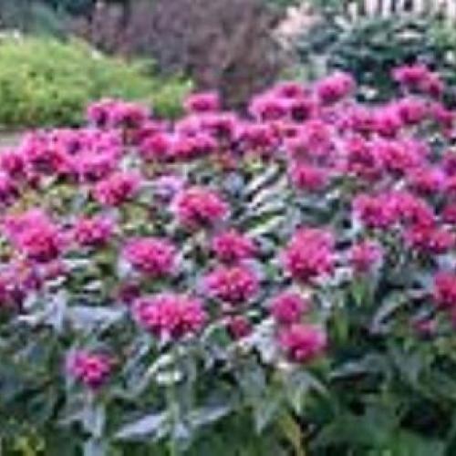 Grand Marshall Bee Balm Grand Marshall Bee Balm