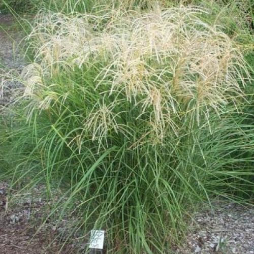 Maiden Grass Maiden Grass