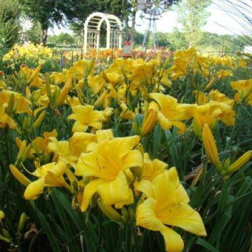 Buttered Popcorn Daylily