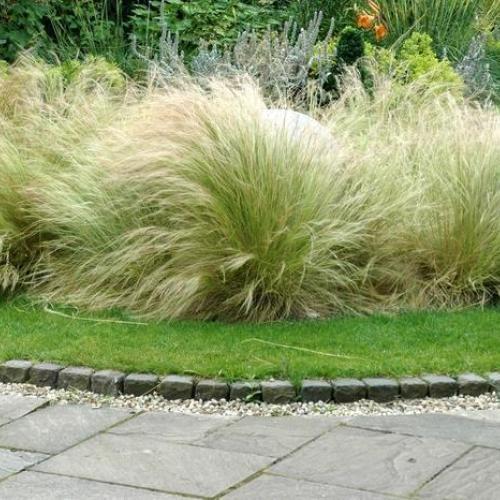 Mexican Feather Grass Mexican Feather Grass