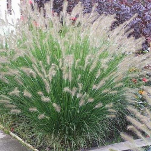 Miniature Fountain Grass