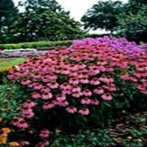 Kim's Knee High Purple Cone Flower