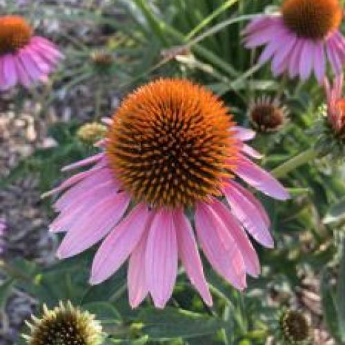 Magnus Purple Coneflower