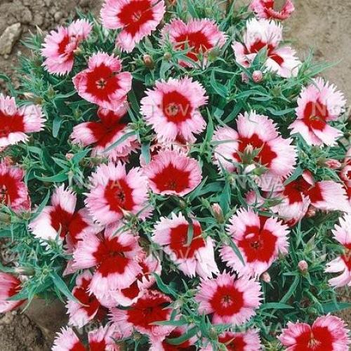 Maiden Pinks