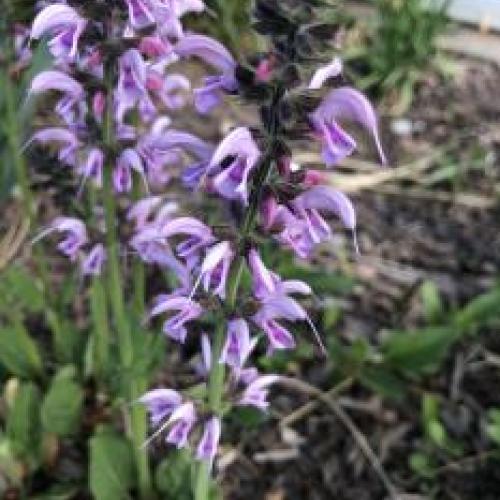 Meadow Clary Sage