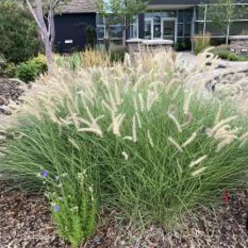 Oriental Fountain Grass