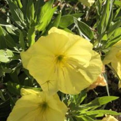 Missouri Evening Primrose Missouri Evening Primrose