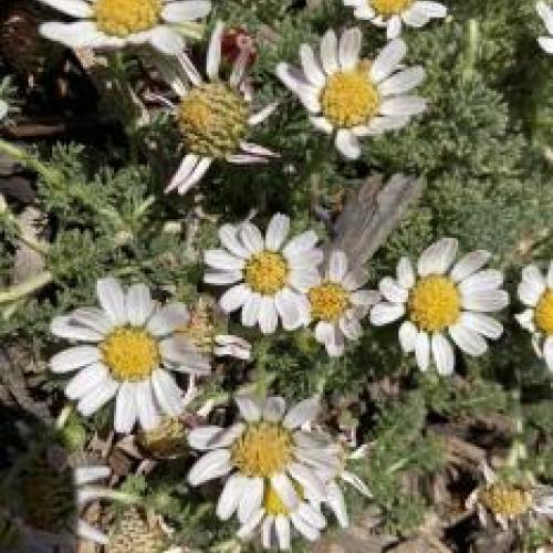 Mount Atlas Daisy