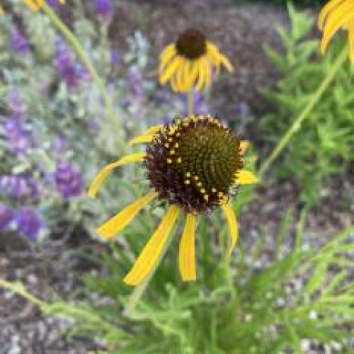Ozark Coneflower Ozark Coneflower