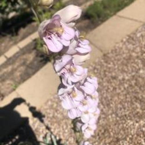 Palmer's Penstemon