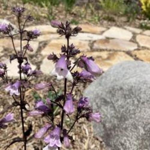 Dark Towers Penstemon Dark Towers Penstemon