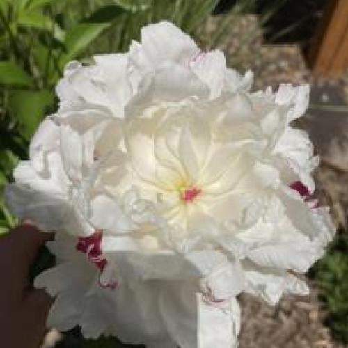 Peony Festiva Maxima