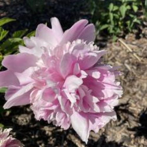 Peony Monsieur Jules Elie Peony Monsieur Jules Elie