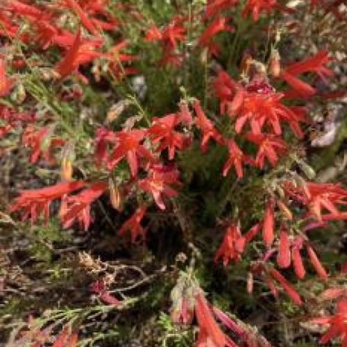 Pineleaf Penstemon