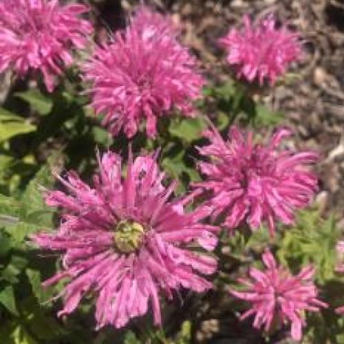 Pink Lace Beebalm