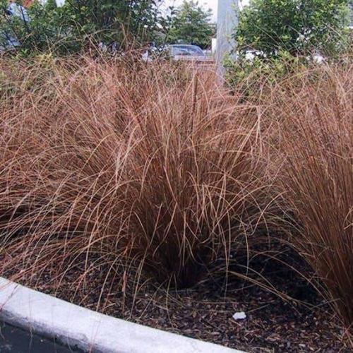 Red Rooster Sedge