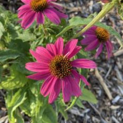 Pow Wow Wildberry Coneflower